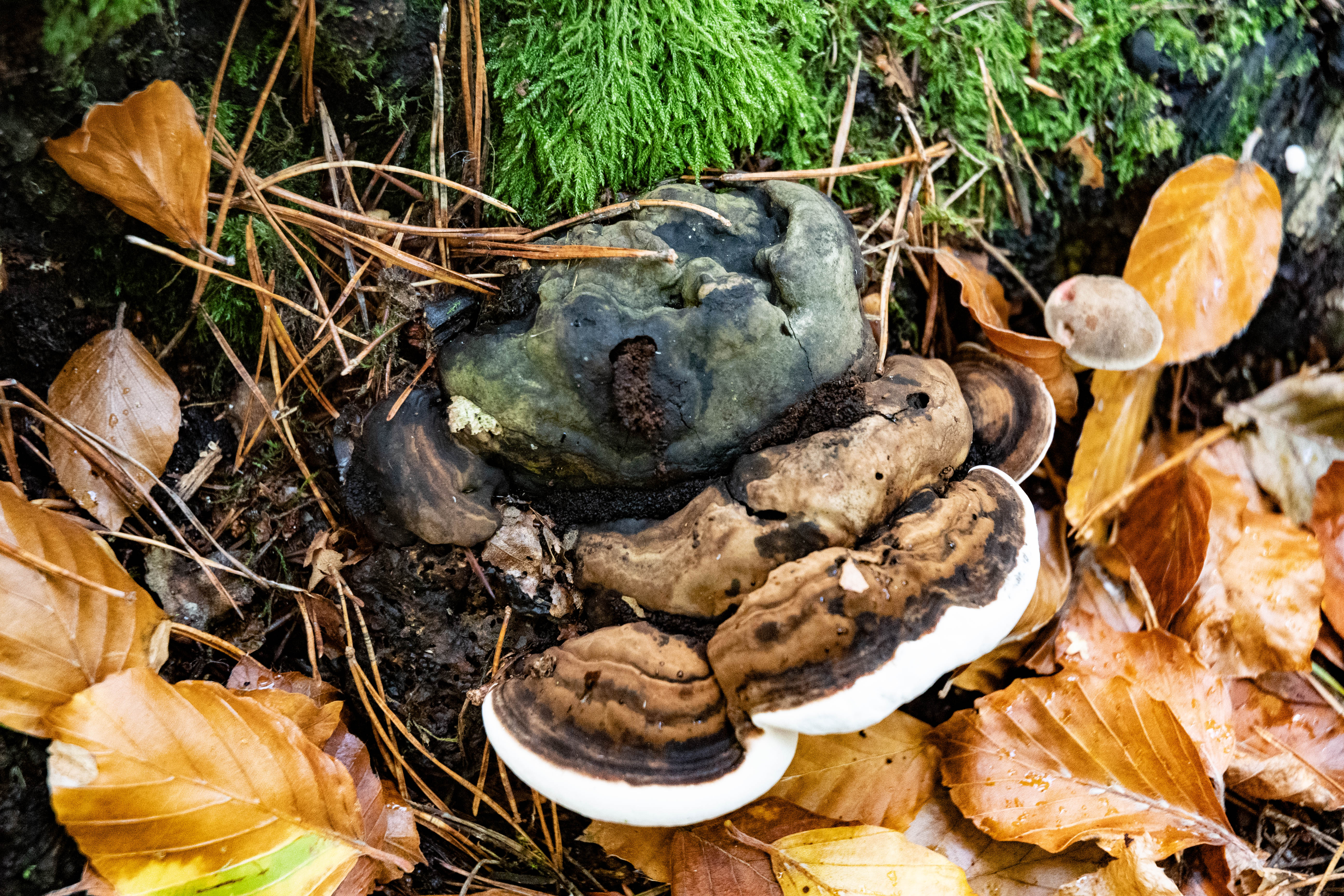 October: Fungus, Brandon Country Park